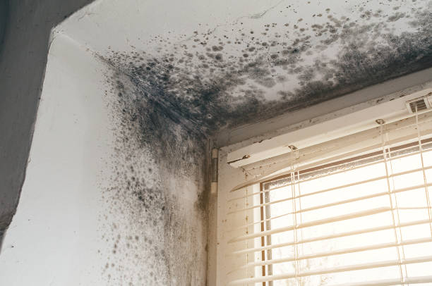 Affordable Basement Mold Removal solutions in Waban, MA