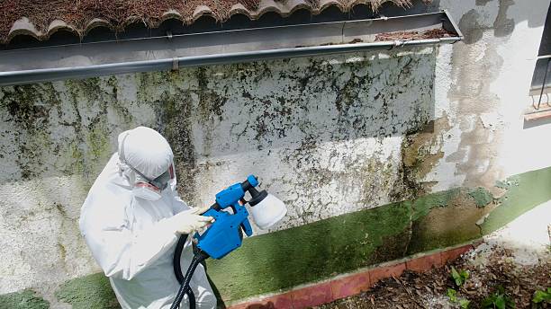 Trusted Crawl Space Mold Removal service in Waban, MA - Cheap Mold Removal